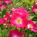 R_Marjorie Fair_DM04